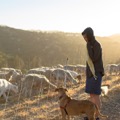 The Goats of Terra Linda